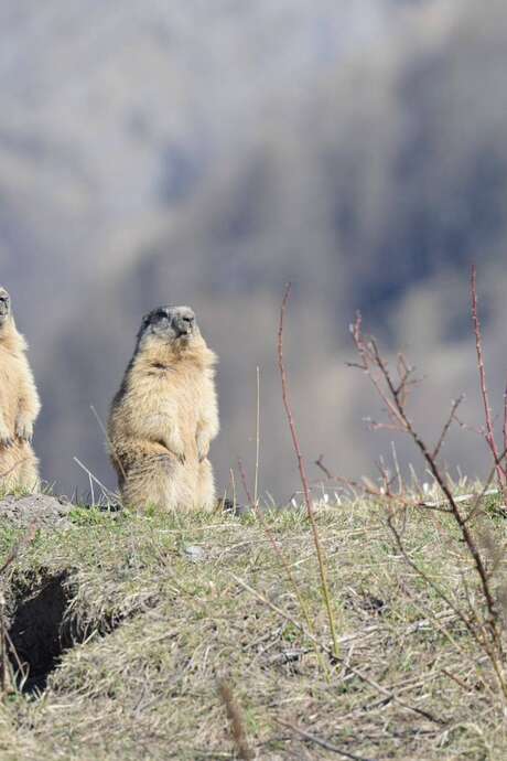 Fête de la nature : à la rencontre des marmottes