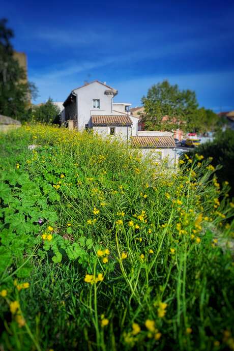 Balade thématique sur les plantes sauvages