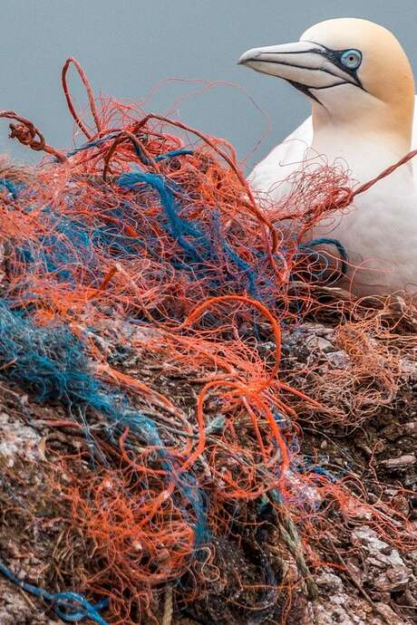 Ausstellung: Ein Ozean unter Druck