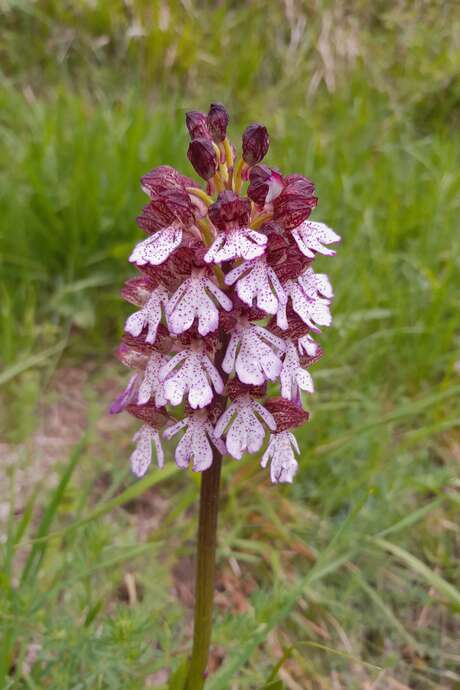 Les orchidées sauvages des vallées de la Roya et de la Bévéra