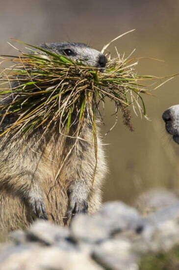 Jeu d'enquête "Marmotte, tu dors ?"