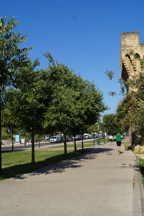 Balade : parcours de l'arbre en ville