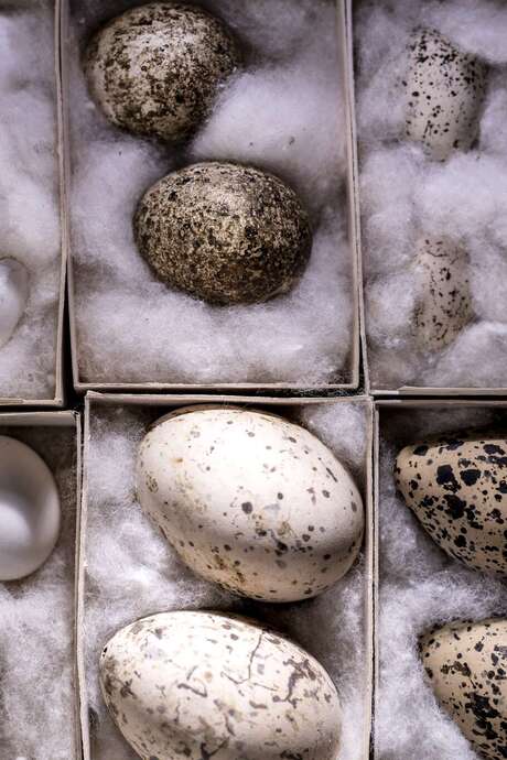 Parcours spécial Pâques au Jardin botanique Val Rahmeh-Menton