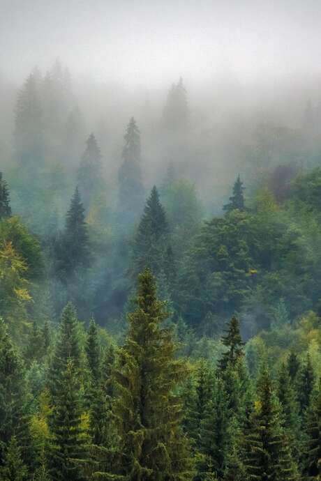 Dans ma forêt il y a...