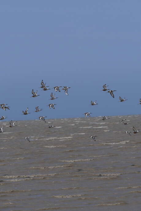 Printemps des réserves naturelles, rendez-vous de l'après-midi à Moëze-Oléron