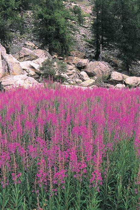 Workshop on wild edible plants