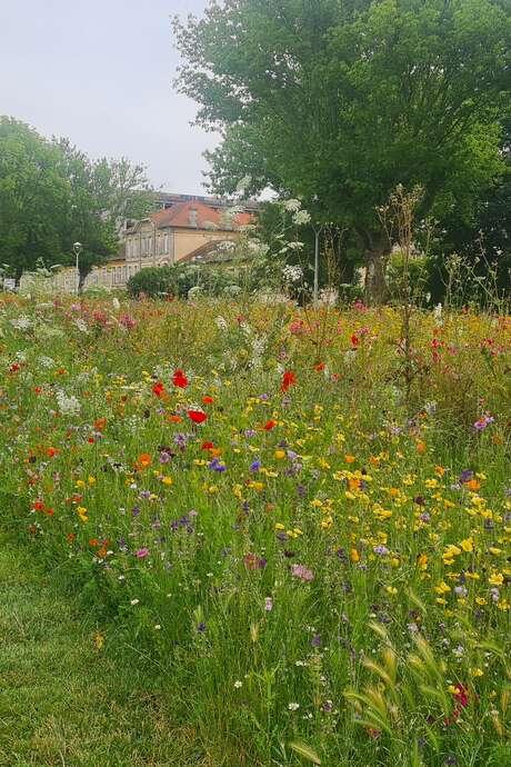 Guided tour: Have you noticed our trees?