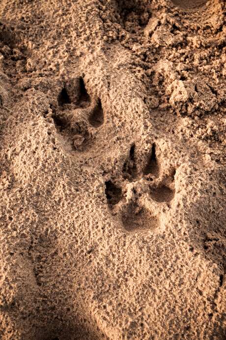 Sur les traces des animaux sauvages Sur les traces des animaux sauvages