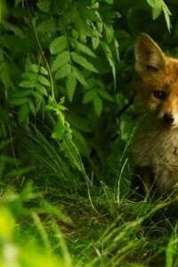 Animation enfant 4-7 ans au marais de Lavours - Tout savoir sur le renard