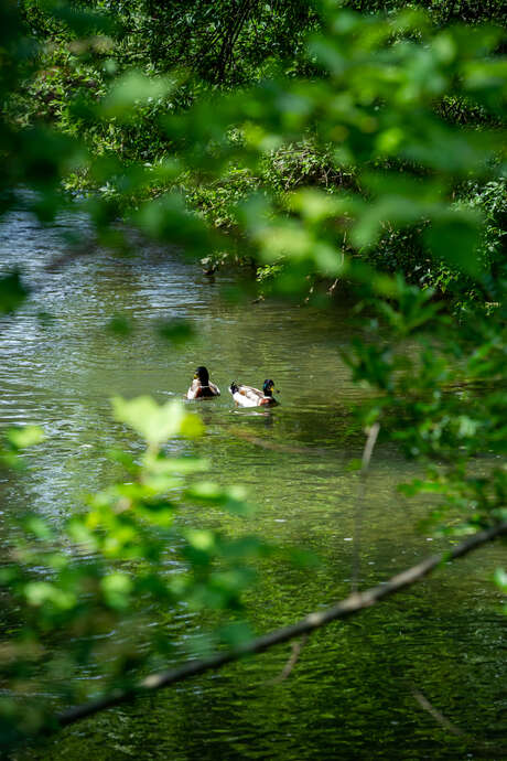 La Sorgue, une rivière emblématique