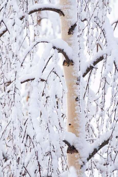 Ciné Vallouise : Les arbres, gardiens de la vie