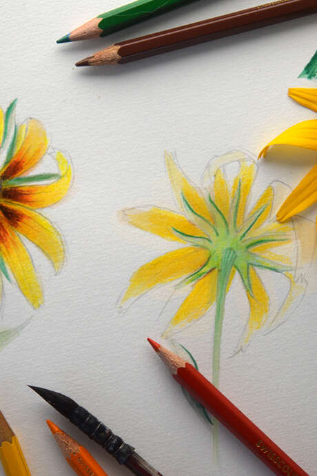 Initiation à la planche botanique