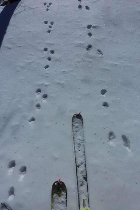 Atelier traces du Parc national des Ecrins