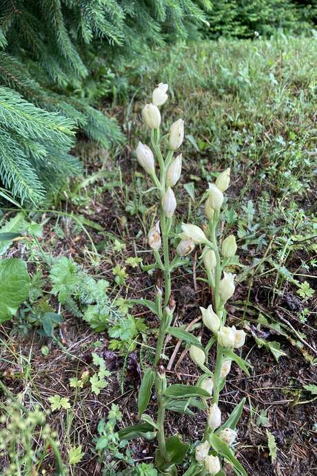 Rendez-vous au jardin : Visite du Sentier botanique des Orchidées
