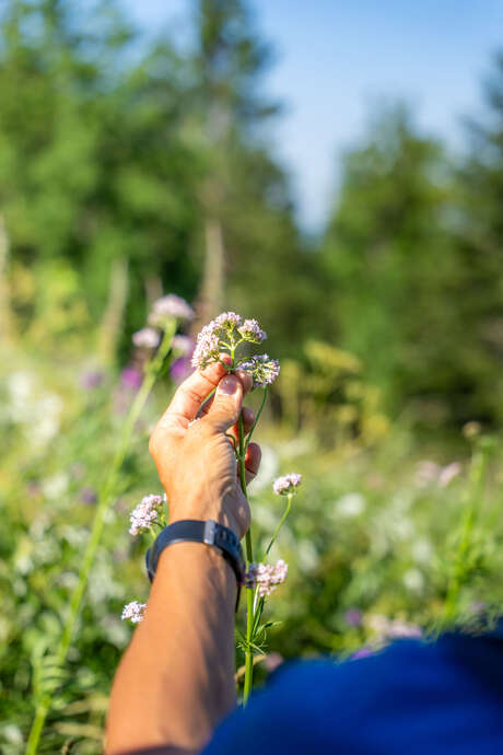 Cycle : les plantes de l'autonomie