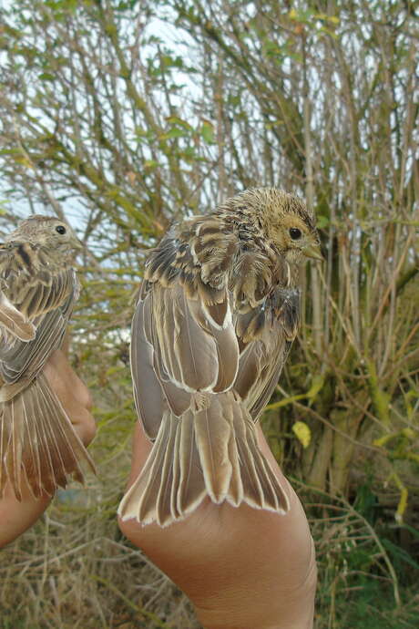 European Migration Days: passerine ringing