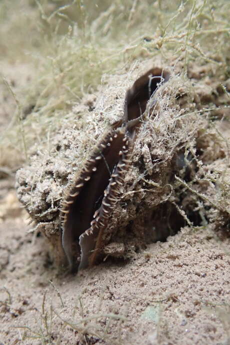 Identify the mussels