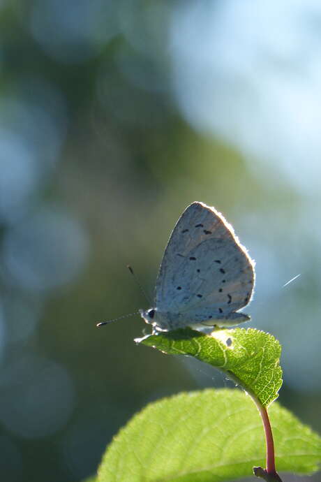 The Twilight Walk in the Moëze-Oléron nature reserve
