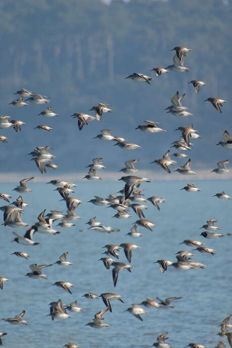 Sortie spéciale oiseaux, Journées européennes de la migration Eurobirdwatch