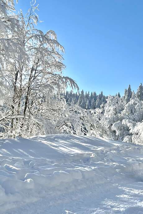Balade découverte en Fatbike électrique à la Féclaz
