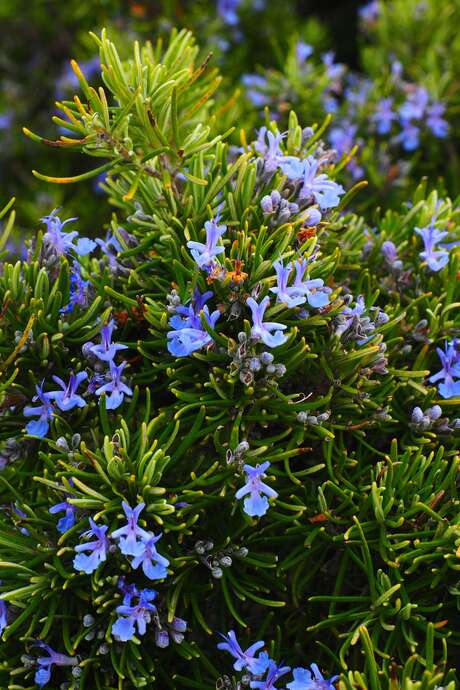 Atelier à la ferme du Forezan : création d'un mini-jardin médicinal.