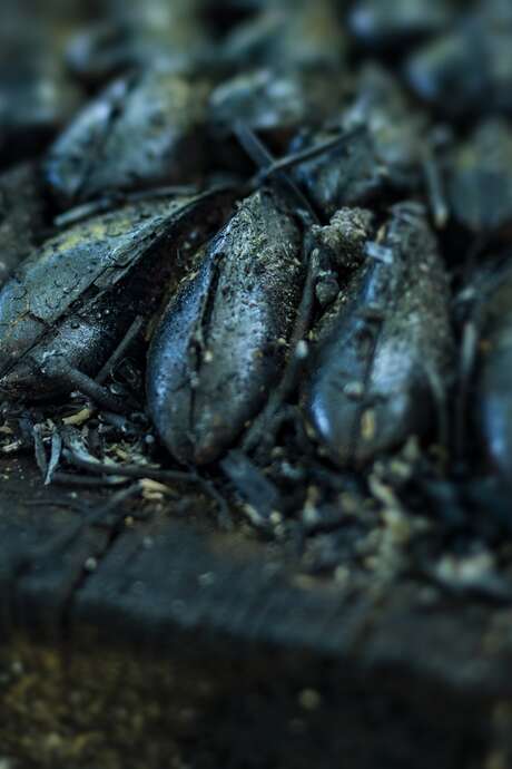 Eclade de moules