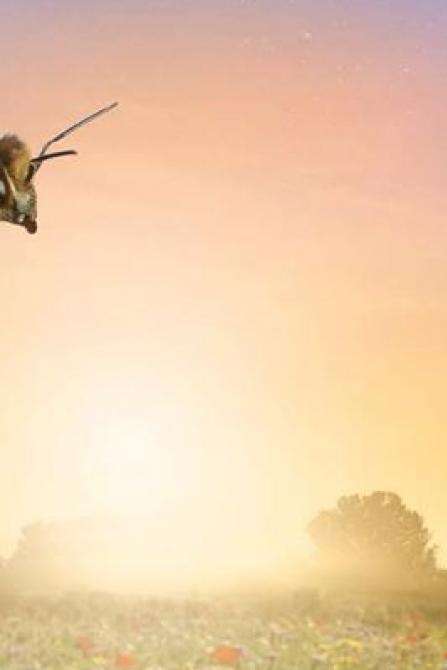 Soirée ciné nature "Etre avec les abeilles"