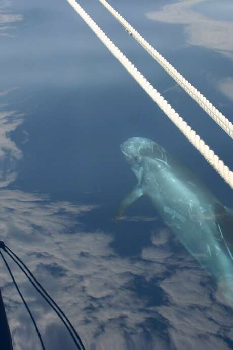 Sailboat Whale Watching - Discovering the Cetaceans of the Mediterranean