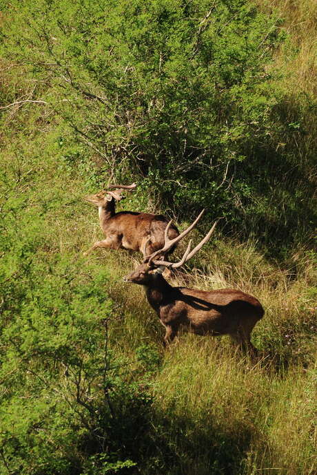 Deer and Shrimp Festival