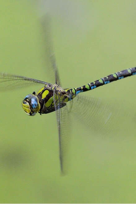Public outing at the Maison du Marais: Dragonflies or damselflies?