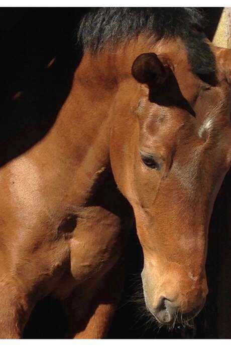 Journée nationale du cheval au Centre Equestre d'Avignon