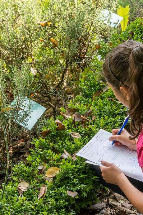 La visite ludique des 7-12 ans : la plante mystère