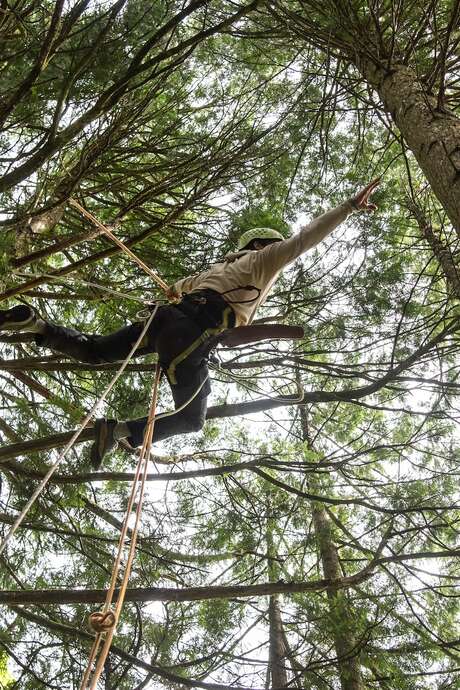 Exposition : Entre les branches