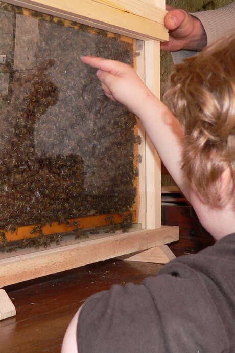 Instants découvertes - Vie de l'Abeille, travail de l'apiculteur