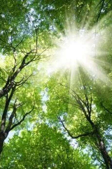 Gardien.nes de la forêt (7-13ans) - Marais de Lavours