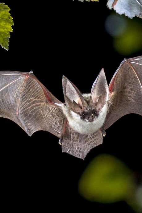 Apéro-Chiro : Film court sur les Chauves-Souris et discussion autour d'un verre