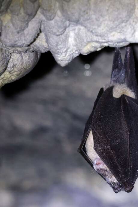 Projection-causerie : Les chauves-souris