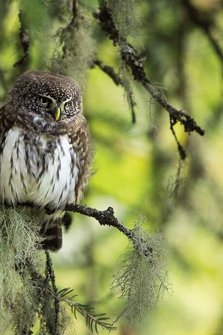 Premières Loges : film sensible sur les chouettes de montagnes, les pics et autres habitants des vieilles forêts