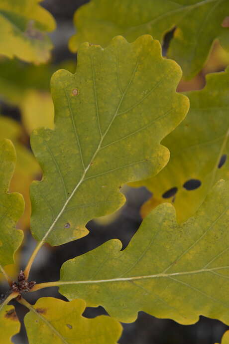 Animation feuilles vagabondes