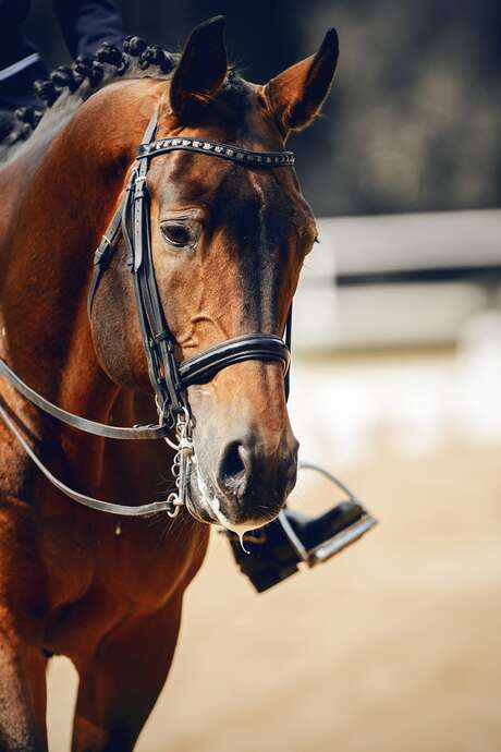 Grand régional de dressage