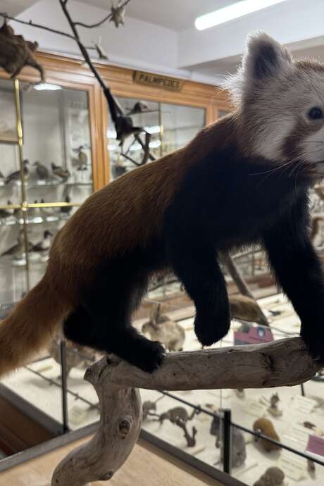 New Specimen: The Red Panda at the Victor Brun Natural History Museum