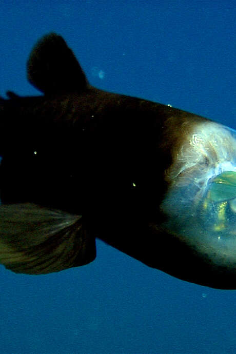 Concert : Barreleye Fish