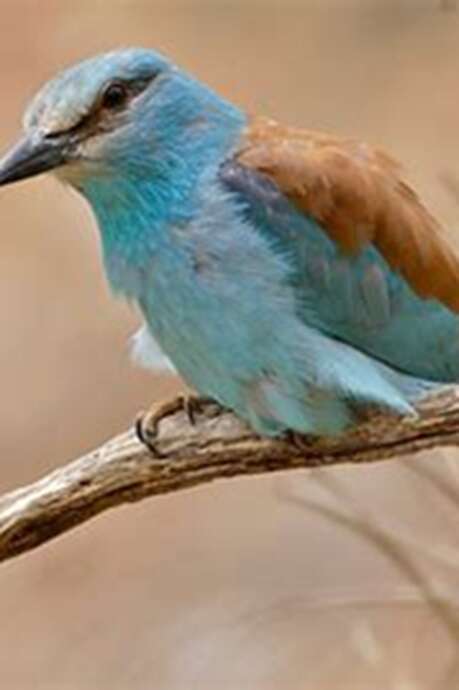 Rendez-vous Nature : Observation d’oiseaux à la ferme