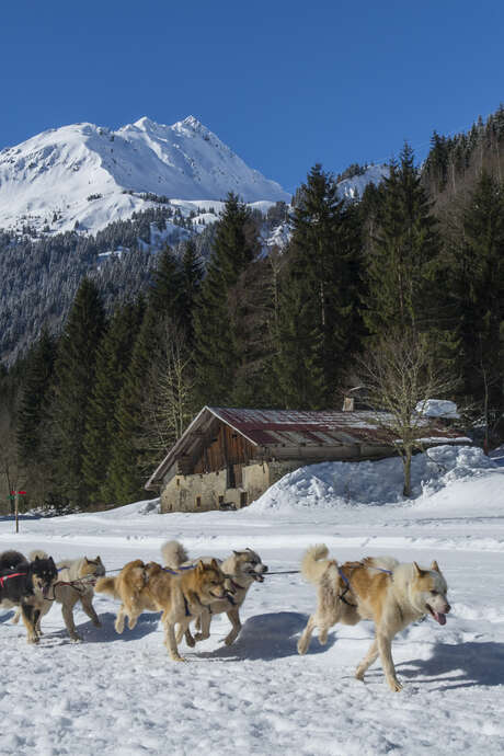 Visite du parc du chien polaire