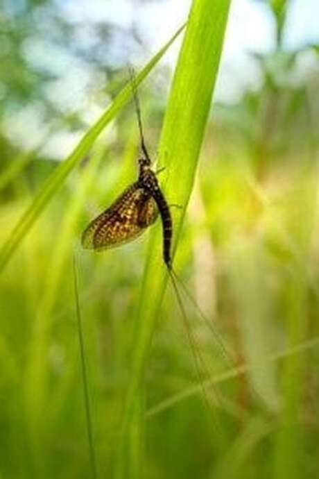 COMPLET : Une vie d'éphémère ! (7-13 ans) - Maison du Marais de Lavours