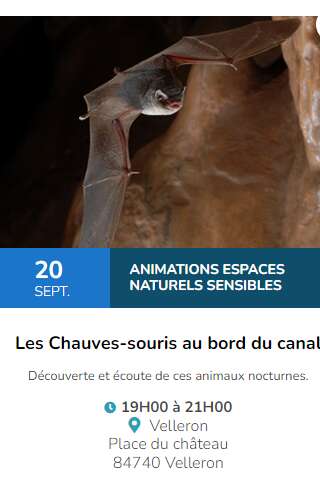 Animation : les chauves-souris au bord du canal Le 20 sept 2024