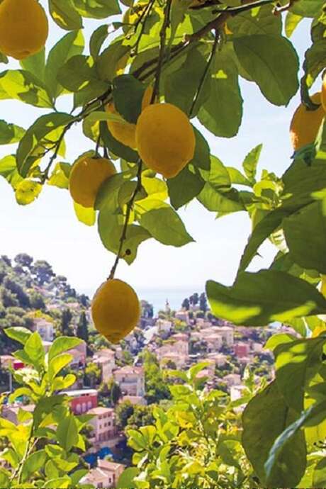 92nd Fête du Citron® - Lemon Walk