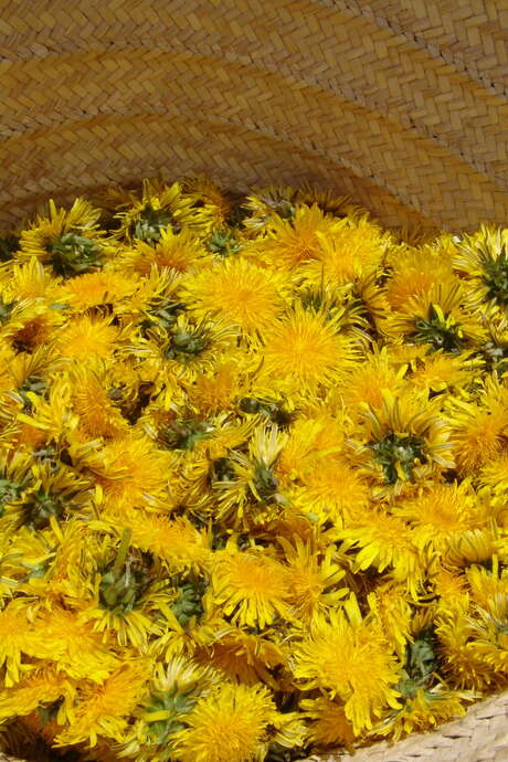 Stage sur l'atelier de l'herboriste