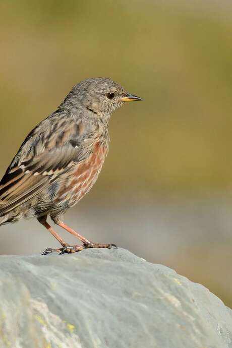 Balade découverte : les oiseaux des pâturages