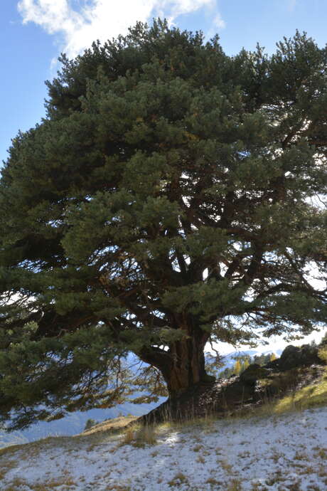 Conférence en plein-air : Communication des plantes et des arbres, une approche sensible et scientifique